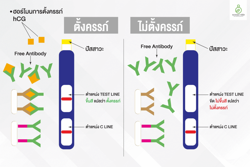 หลักการตรวจการตั้งครรภ์ และการแปลผล